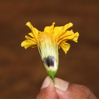 Tagetes erecta L.